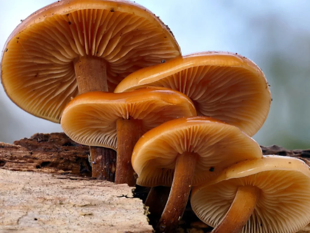 Chicken of the Woods Recipes